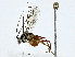  ( - BIOUG91363-C06)  @11 [ ] CreativeCommons - Attribution (2022) CBG Photography Group Centre for Biodiversity Genomics