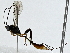  ( - BIOUG91363-G03)  @11 [ ] CreativeCommons - Attribution (2022) CBG Photography Group Centre for Biodiversity Genomics