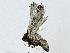  ( - BIOUG91364-C12)  @11 [ ] CreativeCommons - Attribution (2022) CBG Photography Group Centre for Biodiversity Genomics