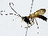  ( - BIOUG91365-D08)  @11 [ ] CreativeCommons - Attribution (2022) CBG Photography Group Centre for Biodiversity Genomics