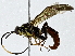  ( - BIOUG91365-F10)  @11 [ ] CreativeCommons - Attribution (2022) CBG Photography Group Centre for Biodiversity Genomics