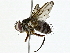  (Anisia Malaise7748 - BIOUG91366-B02)  @11 [ ] CreativeCommons - Attribution (2022) CBG Photography Group Centre for Biodiversity Genomics
