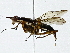  ( - BIOUG91366-F11)  @11 [ ] CreativeCommons - Attribution (2022) CBG Photography Group Centre for Biodiversity Genomics