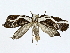 ( - BIOUG91367-A07)  @11 [ ] CreativeCommons - Attribution (2022) CBG Photography Group Centre for Biodiversity Genomics