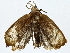  ( - BIOUG91367-A08)  @11 [ ] CreativeCommons - Attribution (2022) CBG Photography Group Centre for Biodiversity Genomics