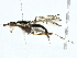 ( - BIOUG91368-G05)  @11 [ ] CreativeCommons - Attribution (2022) CBG Photography Group Centre for Biodiversity Genomics