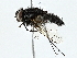  (Malaisetach42 Malaise7851 - BIOUG91393-B07)  @11 [ ] CreativeCommons - Attribution (2022) CBG Photography Group Centre for Biodiversity Genomics
