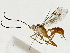  (crypMalaise01 Malaise9215 - BIOUG91394-G01)  @13 [ ] CreativeCommons - Attribution (2022) CBG Photography Group Centre for Biodiversity Genomics