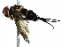  ( - BIOUG91395-A05)  @11 [ ] CreativeCommons - Attribution (2022) CBG Photography Group Centre for Biodiversity Genomics
