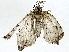  ( - BIOUG91395-F04)  @11 [ ] CreativeCommons - Attribution (2022) CBG Photography Group Centre for Biodiversity Genomics
