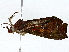  ( - BIOUG91395-F06)  @11 [ ] CreativeCommons - Attribution (2022) CBG Photography Group Centre for Biodiversity Genomics