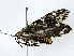  ( - BIOUG91395-F11)  @11 [ ] CreativeCommons - Attribution (2022) CBG Photography Group Centre for Biodiversity Genomics