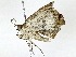  ( - BIOUG91395-H08)  @11 [ ] CreativeCommons - Attribution (2022) CBG Photography Group Centre for Biodiversity Genomics