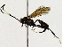  ( - BIOUG91396-C01)  @11 [ ] CreativeCommons - Attribution (2022) CBG Photography Group Centre for Biodiversity Genomics
