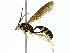  (Setanta Malaise9383 - BIOUG91396-C07)  @11 [ ] CreativeCommons - Attribution (2022) CBG Photography Group Centre for Biodiversity Genomics