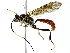  ( - BIOUG91396-C08)  @11 [ ] CreativeCommons - Attribution (2022) CBG Photography Group Centre for Biodiversity Genomics