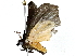  ( - BIOUG91397-D09)  @11 [ ] CreativeCommons - Attribution (2022) CBG Photography Group Centre for Biodiversity Genomics