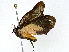  ( - BIOUG91397-D12)  @11 [ ] CreativeCommons - Attribution (2022) CBG Photography Group Centre for Biodiversity Genomics
