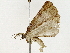  ( - BIOUG91397-F01)  @11 [ ] CreativeCommons - Attribution (2022) CBG Photography Group Centre for Biodiversity Genomics