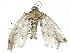  ( - BIOUG91397-F10)  @11 [ ] CreativeCommons - Attribution (2022) CBG Photography Group Centre for Biodiversity Genomics
