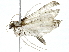  ( - BIOUG91397-G08)  @11 [ ] CreativeCommons - Attribution (2022) CBG Photography Group Centre for Biodiversity Genomics