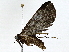  ( - BIOUG91398-F03)  @11 [ ] CreativeCommons - Attribution (2022) CBG Photography Group Centre for Biodiversity Genomics