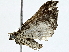  ( - BIOUG91400-B04)  @11 [ ] CreativeCommons - Attribution (2022) CBG Photography Group Centre for Biodiversity Genomics