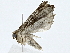  ( - BIOUG91400-C10)  @11 [ ] CreativeCommons - Attribution (2022) CBG Photography Group Centre for Biodiversity Genomics
