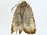  ( - BIOUG91400-D04)  @11 [ ] CreativeCommons - Attribution (2022) CBG Photography Group Centre for Biodiversity Genomics