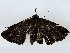  ( - BIOUG91400-E10)  @11 [ ] CreativeCommons - Attribution (2022) CBG Photography Group Centre for Biodiversity Genomics