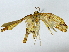  ( - BIOUG91405-F11)  @11 [ ] CreativeCommons - Attribution (2022) CBG Photography Group Centre for Biodiversity Genomics