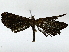  ( - BIOUG91405-H09)  @11 [ ] CreativeCommons - Attribution (2022) CBG Photography Group Centre for Biodiversity Genomics