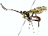  ( - BIOUG91406-C08)  @11 [ ] CreativeCommons - Attribution (2022) CBG Photography Group Centre for Biodiversity Genomics
