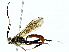  ( - BIOUG91406-D05)  @11 [ ] CreativeCommons - Attribution (2022) CBG Photography Group Centre for Biodiversity Genomics