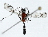  (cryptJanzen01 Malaise6371 - BIOUG91406-D12)  @11 [ ] CreativeCommons - Attribution (2022) CBG Photography Group Centre for Biodiversity Genomics