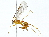  (Netelia Malaise4525 - BIOUG91406-E10)  @11 [ ] CreativeCommons - Attribution (2022) CBG Photography Group Centre for Biodiversity Genomics