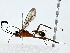  ( - BIOUG91407-G07)  @11 [ ] CreativeCommons - Attribution (2022) CBG Photography Group Centre for Biodiversity Genomics