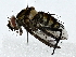  (Calolydella Malaise1655 - BIOUG91408-A10)  @11 [ ] CreativeCommons - Attribution (2022) CBG Photography Group Centre for Biodiversity Genomics