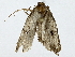  (erebidBioLep01 Malaise2077 - BIOUG91408-G07)  @11 [ ] CreativeCommons - Attribution (2022) CBG Photography Group Centre for Biodiversity Genomics
