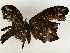  ( - BIOUG91424-D01)  @11 [ ] CreativeCommons - Attribution (2022) CBG Photography Group Centre for Biodiversity Genomics