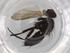  (Lixophaga Malaise1145 - BIOUG91817-B01)  @11 [ ] CreativeCommons - Attribution (2022) Centre for Biodiversity Genomics Centre for Biodiversity Genomics