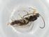  (Chilocyrtus Malaise0235 - BIOUG93725-F05)  @11 [ ] CreativeCommons - Attribution (2022) Centre for Biodiversity Genomics Centre for Biodiversity Genomics