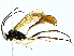  ( - BIOUG95277-A09)  @11 [ ] CreativeCommons - Attribution (2022) CBG Photography Group Centre for Biodiversity Genomics
