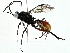  ( - BIOUG95277-C01)  @11 [ ] CreativeCommons - Attribution (2022) CBG Photography Group Centre for Biodiversity Genomics