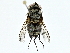  ( - BIOUG95277-F03)  @11 [ ] CreativeCommons - Attribution (2022) CBG Photography Group Centre for Biodiversity Genomics