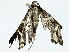  ( - BIOUG95278-G06)  @11 [ ] CreativeCommons - Attribution (2022) CBG Photography Group Centre for Biodiversity Genomics