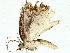  ( - BIOUG95278-H06)  @11 [ ] CreativeCommons - Attribution (2022) CBG Photography Group Centre for Biodiversity Genomics