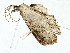  (Cyclophora Sullivan9475 - BIOUG95278-H07)  @13 [ ] CreativeCommons - Attribution (2022) CBG Photography Group Centre for Biodiversity Genomics