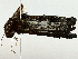  ( - BIOUG95279-G01)  @11 [ ] CreativeCommons - Attribution (2022) CBG Photography Group Centre for Biodiversity Genomics