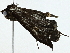  ( - BIOUG95279-G04)  @11 [ ] CreativeCommons - Attribution (2022) CBG Photography Group Centre for Biodiversity Genomics